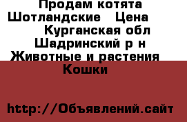 Продам котята Шотландские › Цена ­ 3 000 - Курганская обл., Шадринский р-н Животные и растения » Кошки   